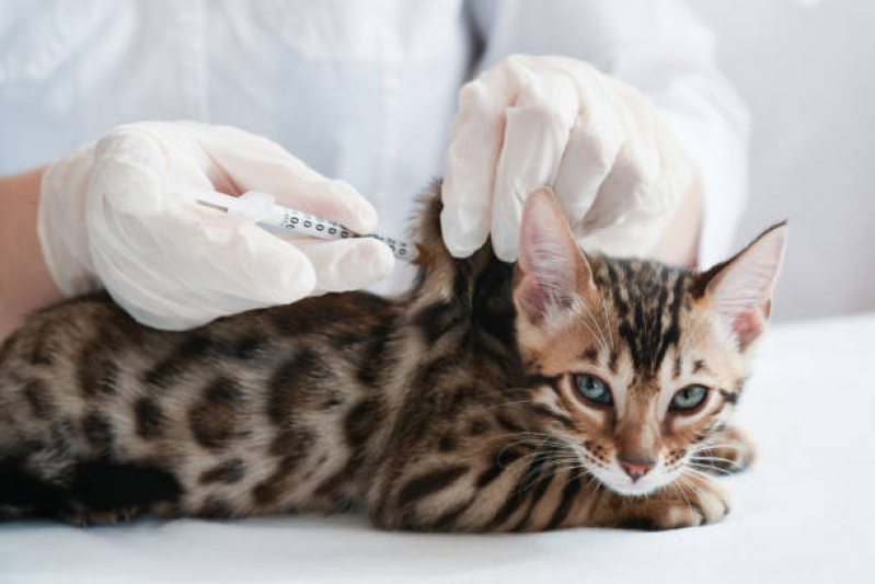 Vacina de Raiva para Gatos Marcar São Manuel - Vacina Antirrábica Animal