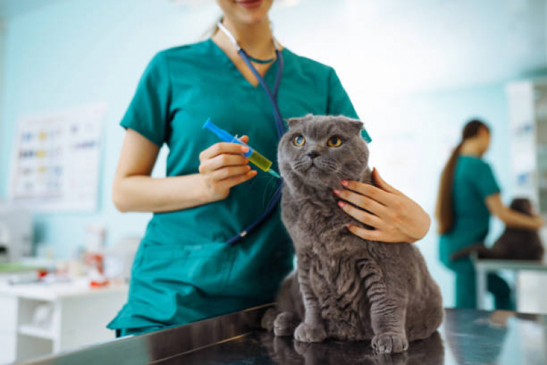 Vacina de Raiva para Gatos Fernandes Pinheiro - Vacina para Filhote de Gato