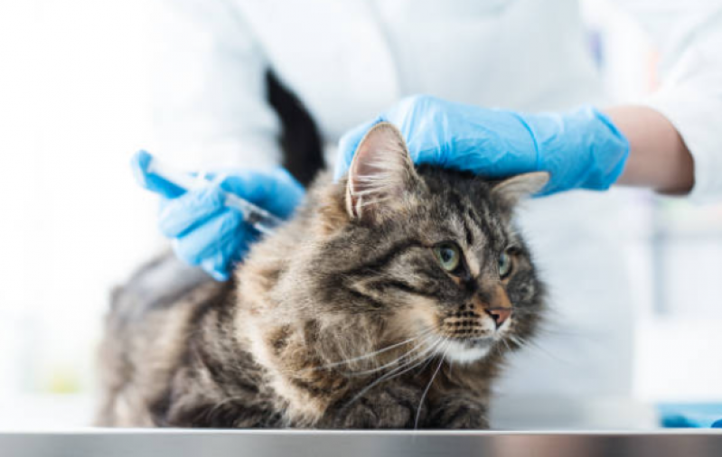 Vacina em Gatos Marcar Chapada - Vacinas de Gato