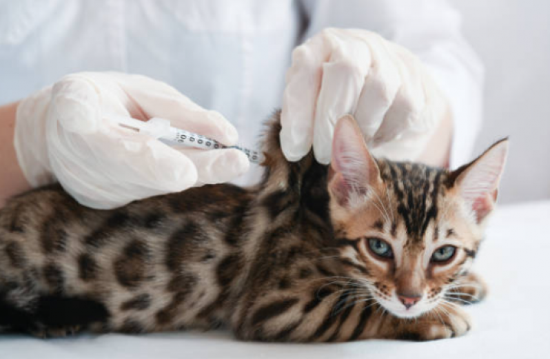 Vacina em Gatos Três Pontões - Vacina Quíntupla Felina