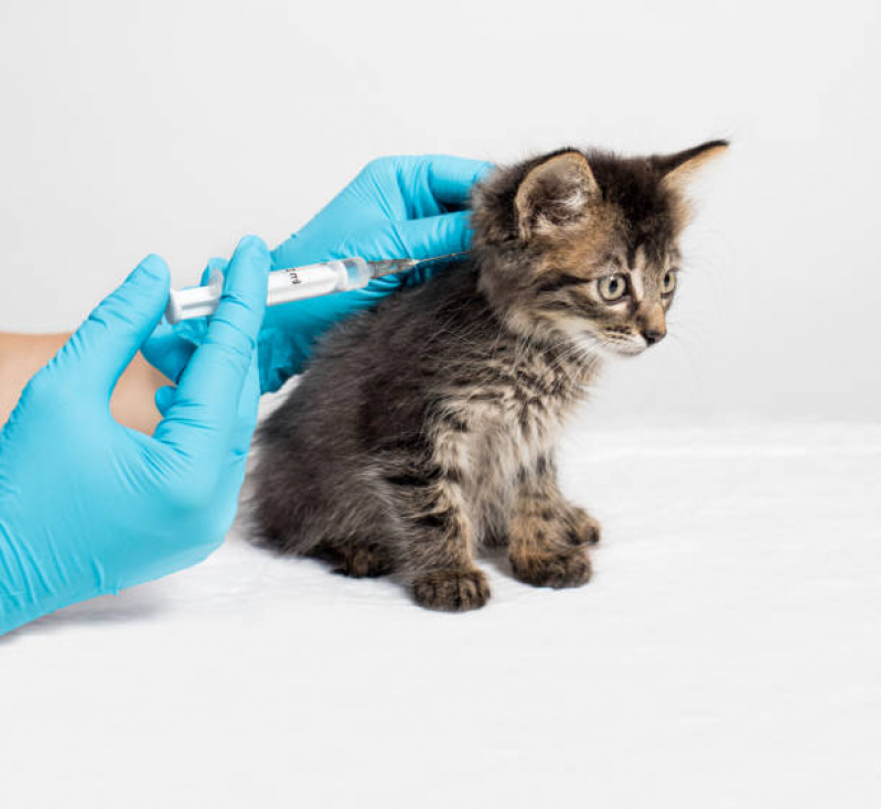 Vacina para Filhote de Gato Marcar Órfãs - Vacina de Raiva Gato
