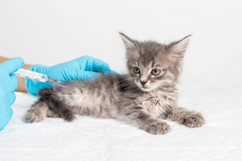 Vacina para Filhote de Gato Guarauninha - Vacina de Raiva Gato