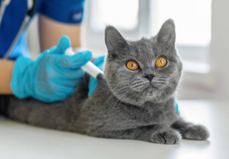 Vacina para Gato Clínica Jardim Carvalho - Vacina para Gato