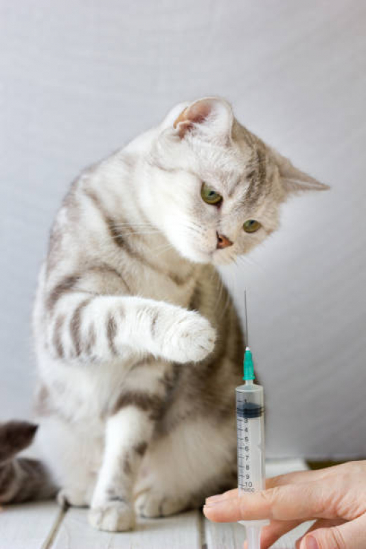 Vacina para Gato V4 Marcar Encruzilhada - Vacina de Raiva para Gatos