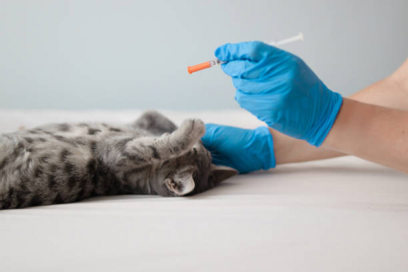Vacina para Gato V4 Ponta Grossa - Vacina Antirrábica Animal