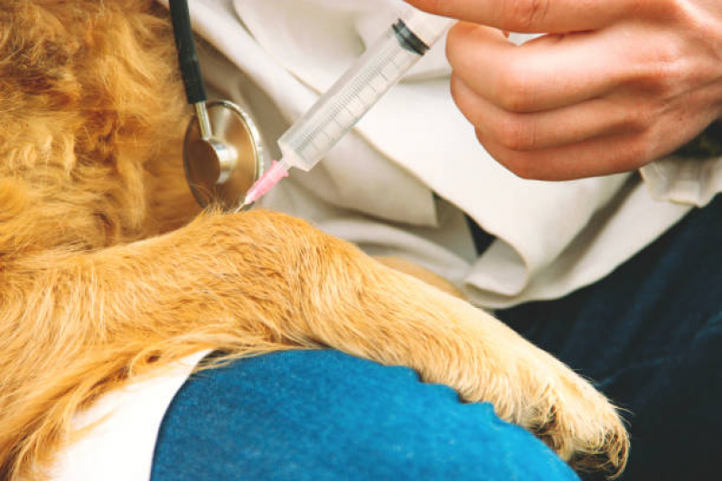 Vacina Raiva Cachorro Ronda - Vacina Antirrábica para Gatos