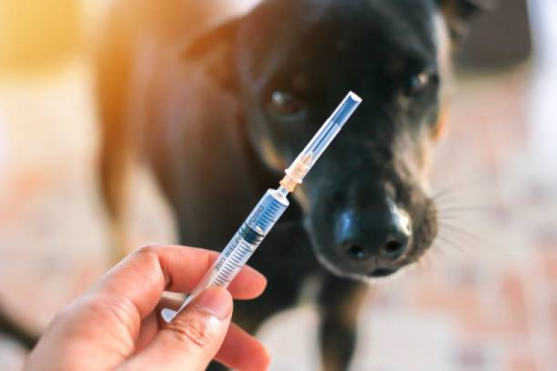 Vacina Raiva Gato Consultório Ronda - Vacina Antirrábica para Gatos