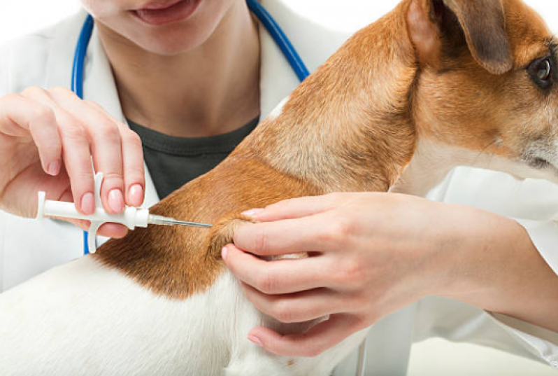 Vacina V10 para Cachorro Clínica Sete Saltos - Vacina em Cachorro