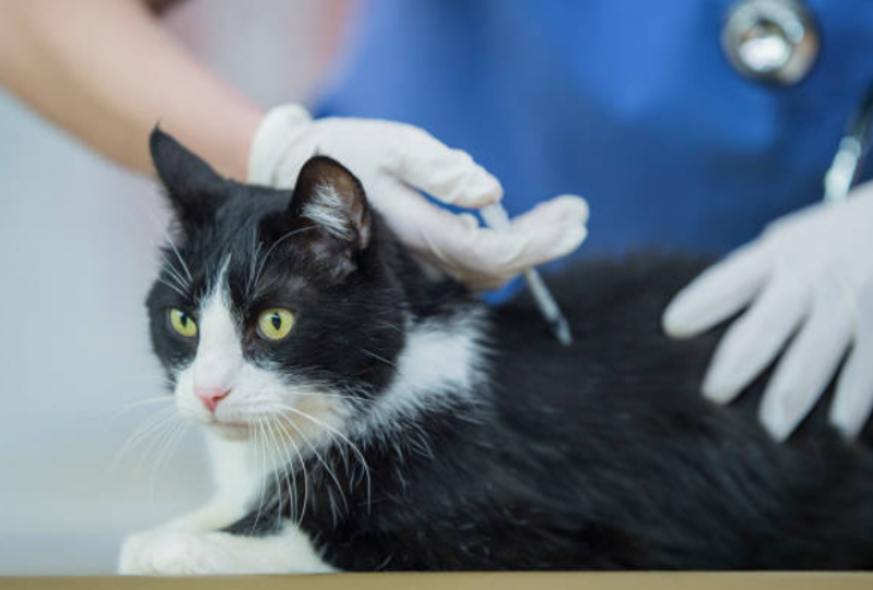 Vacina V4 para Gatos Marcar Ronda - Vacina V4 para Gatos