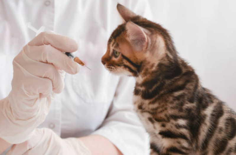 Vacinas de Gato São Manuel - Vacina V4 para Gatos